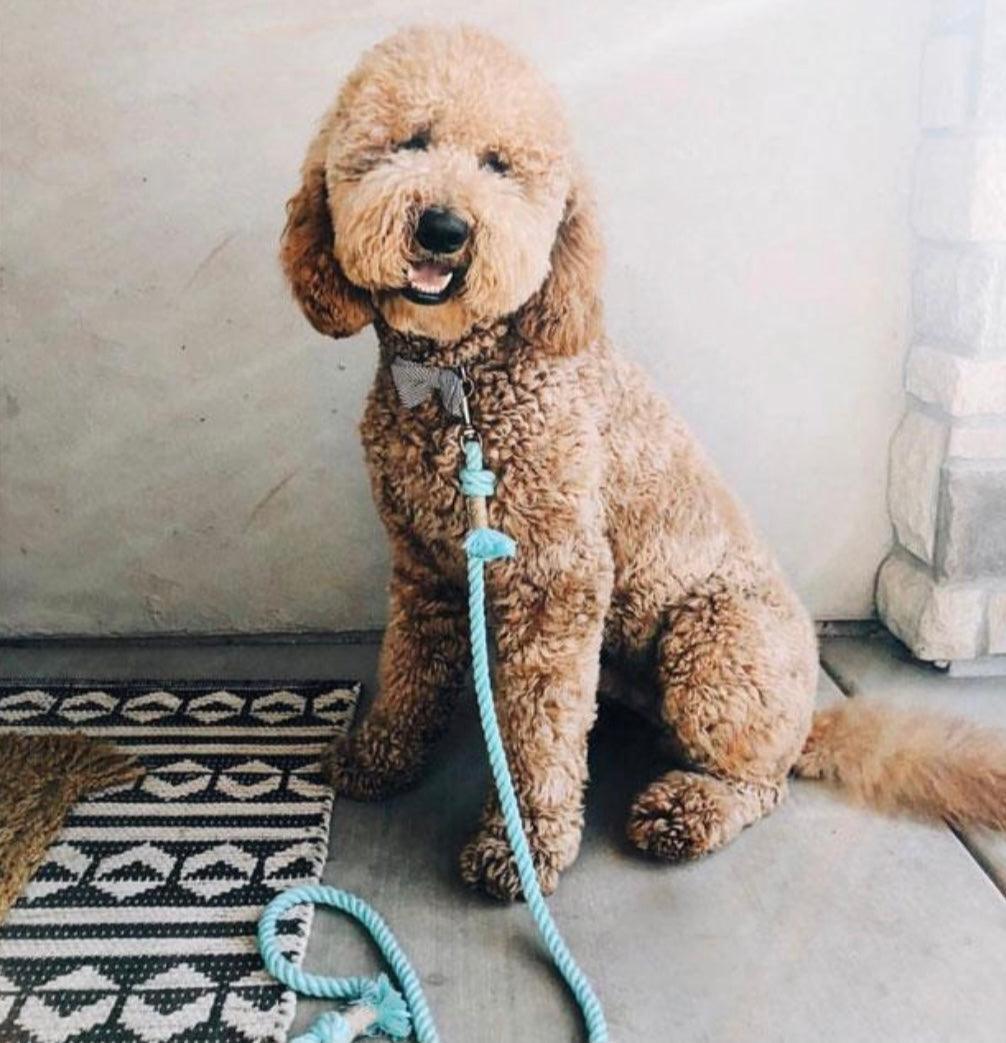 ROPE LEASH - PASTEL RAINBOW-1
