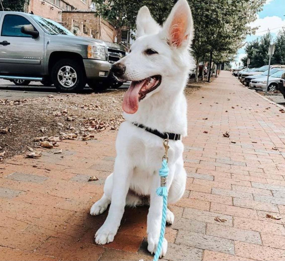 ROPE LEASH - PASTEL RAINBOW-2