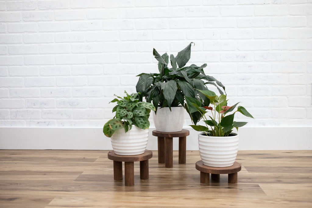 Pedestal Plant Stands, Set of 3 Wood Risers-0