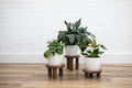 Pedestal Plant Stands, Set of 3 Wood Risers-0